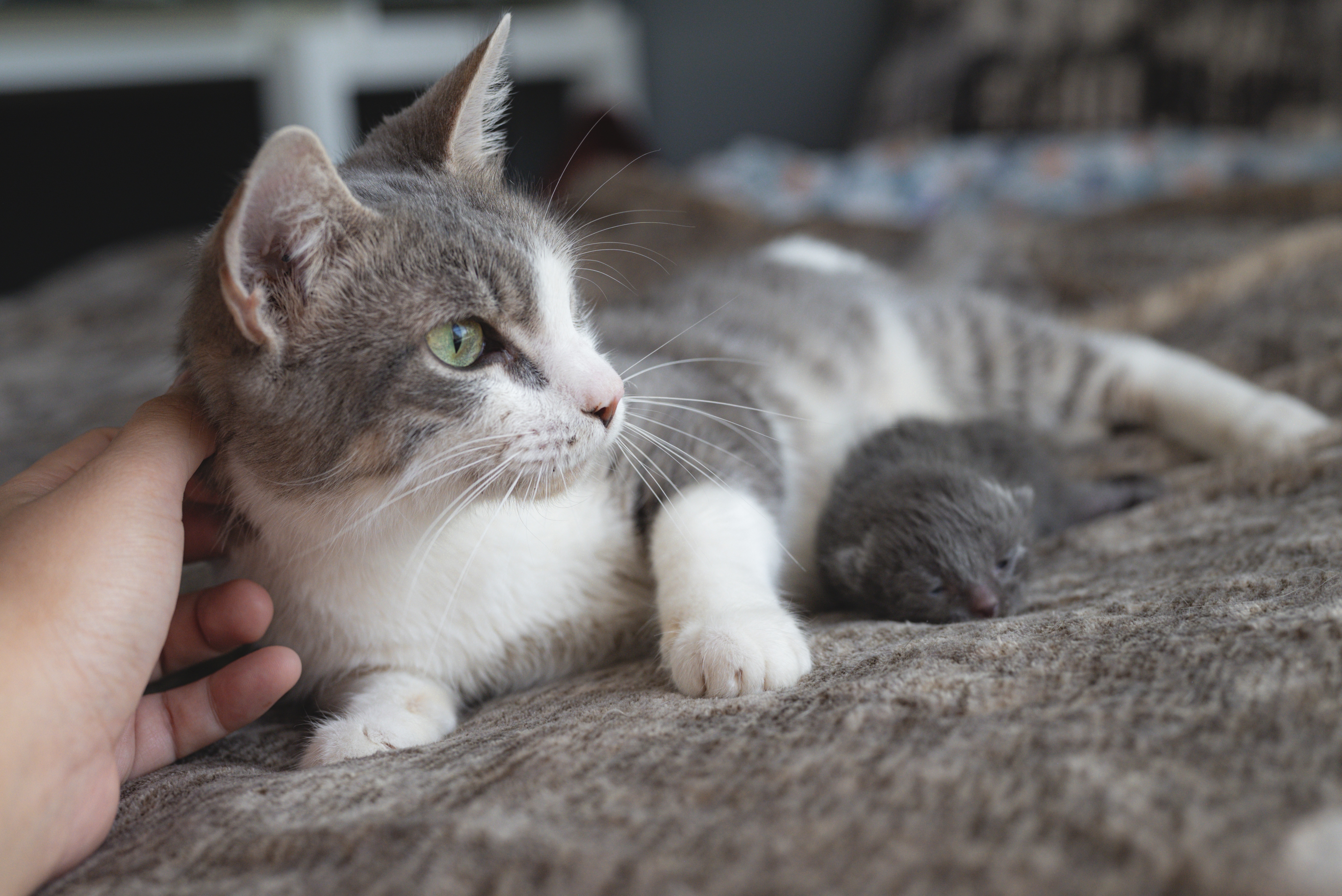 Picture of the Animal Listed