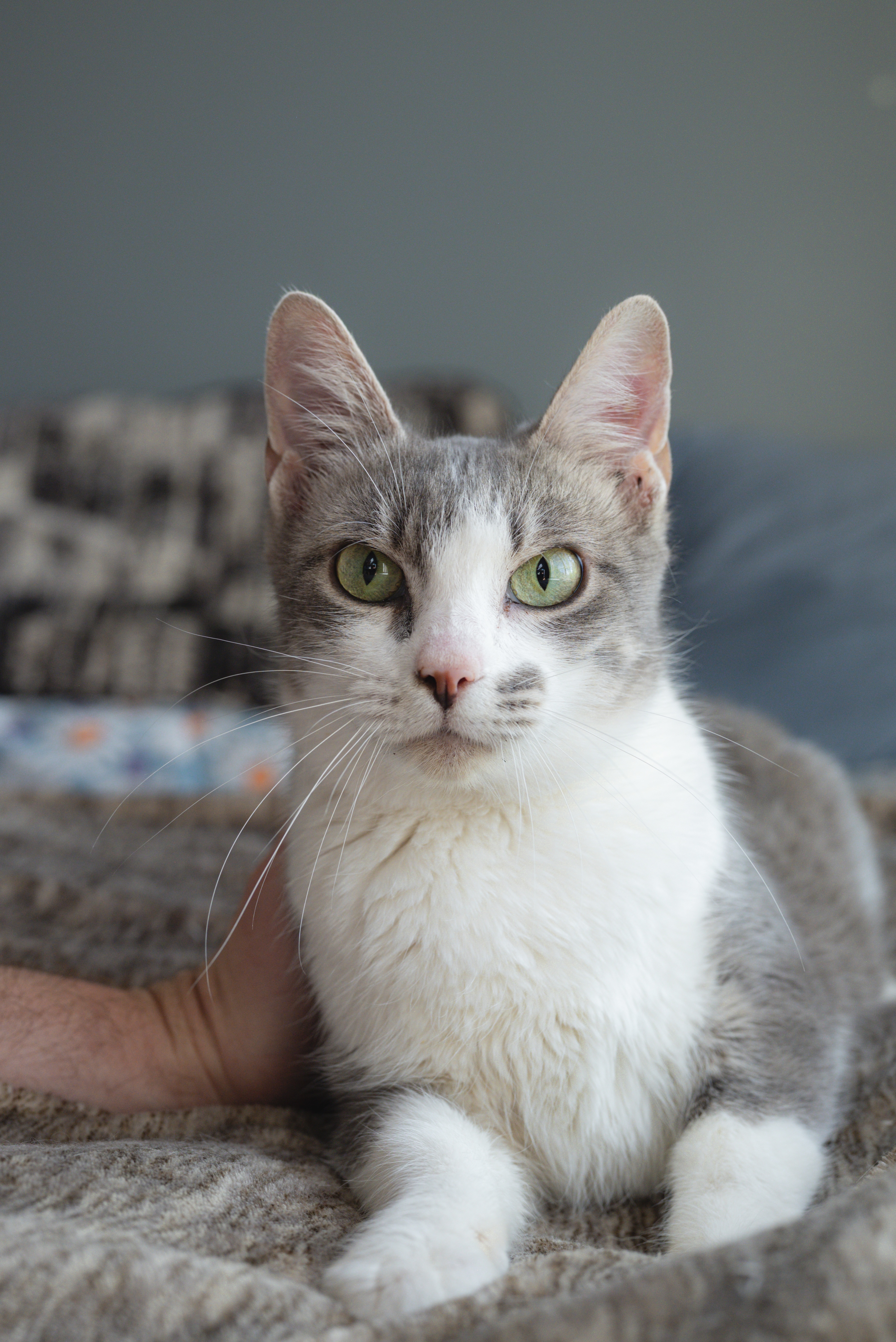 Picture of the Animal Listed