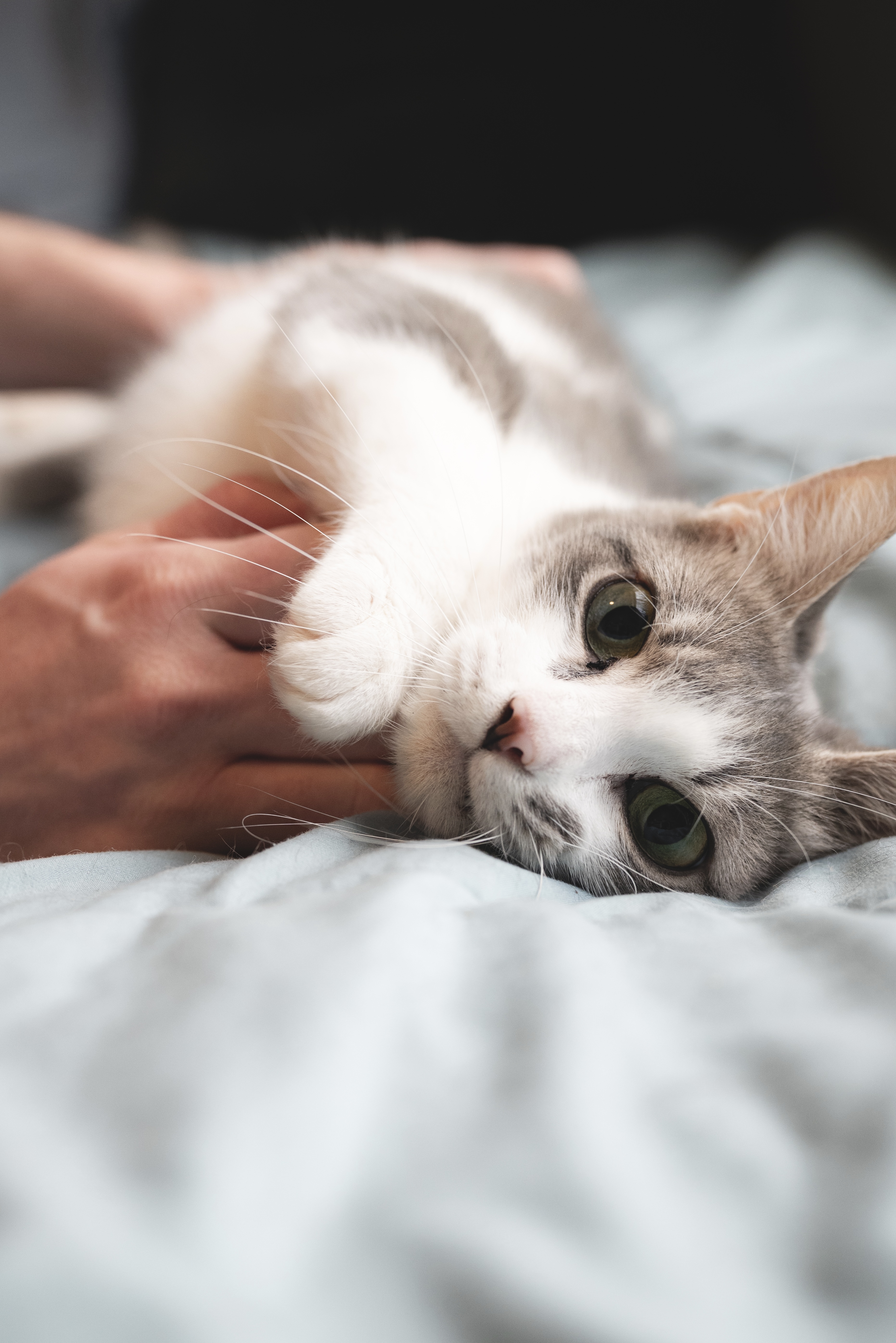 Picture of the Animal Listed