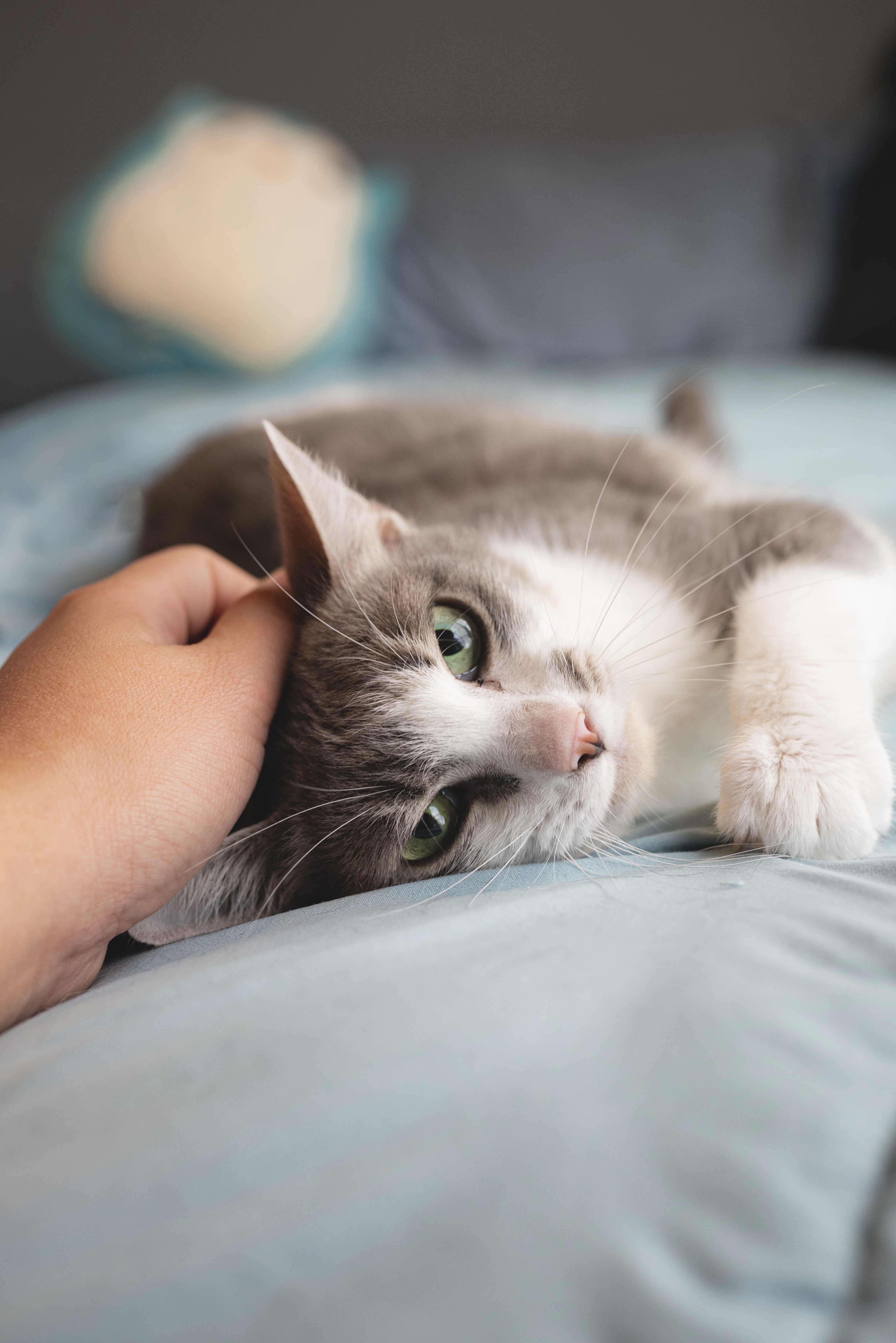 Picture of the Animal Listed