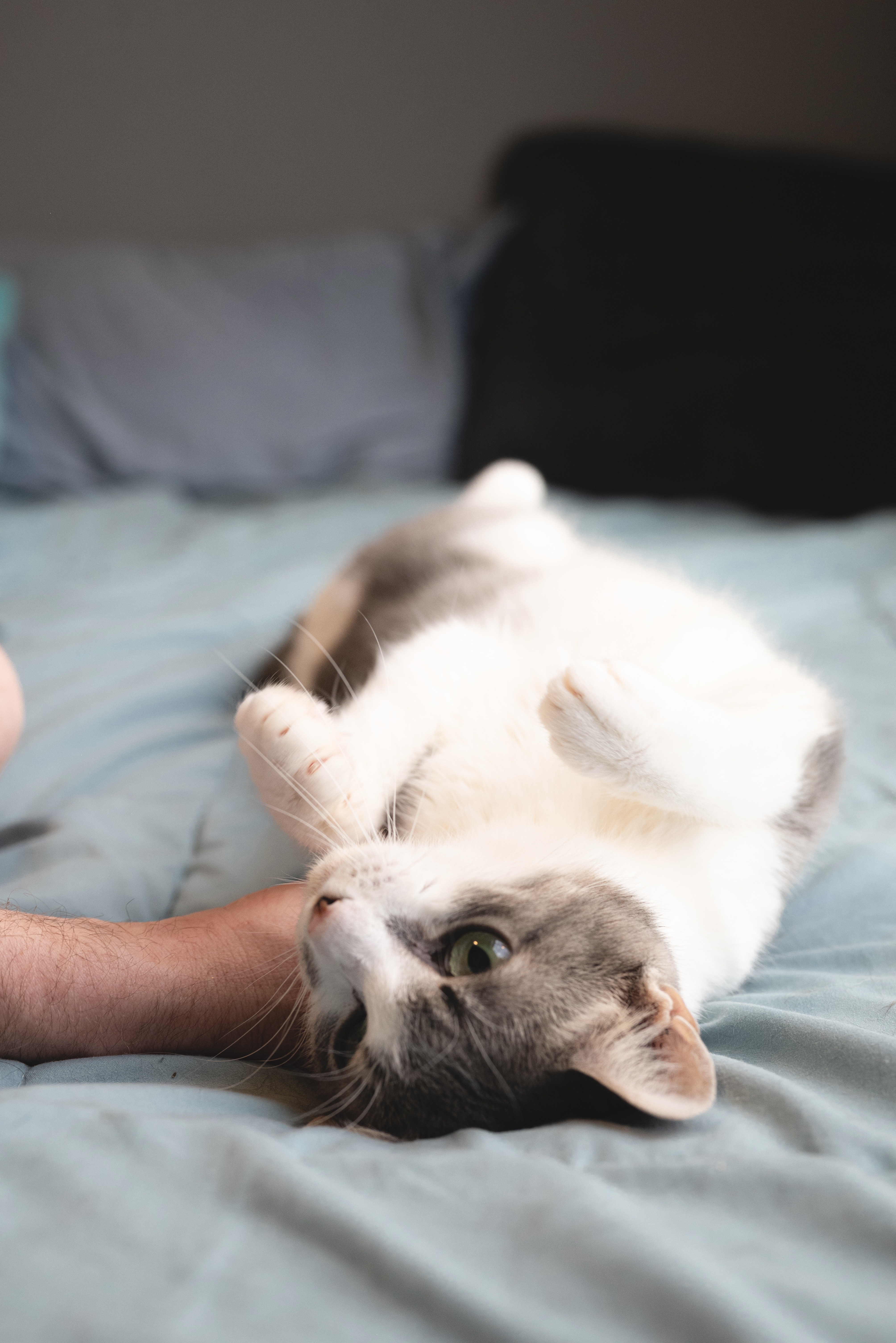 Picture of the Animal Listed