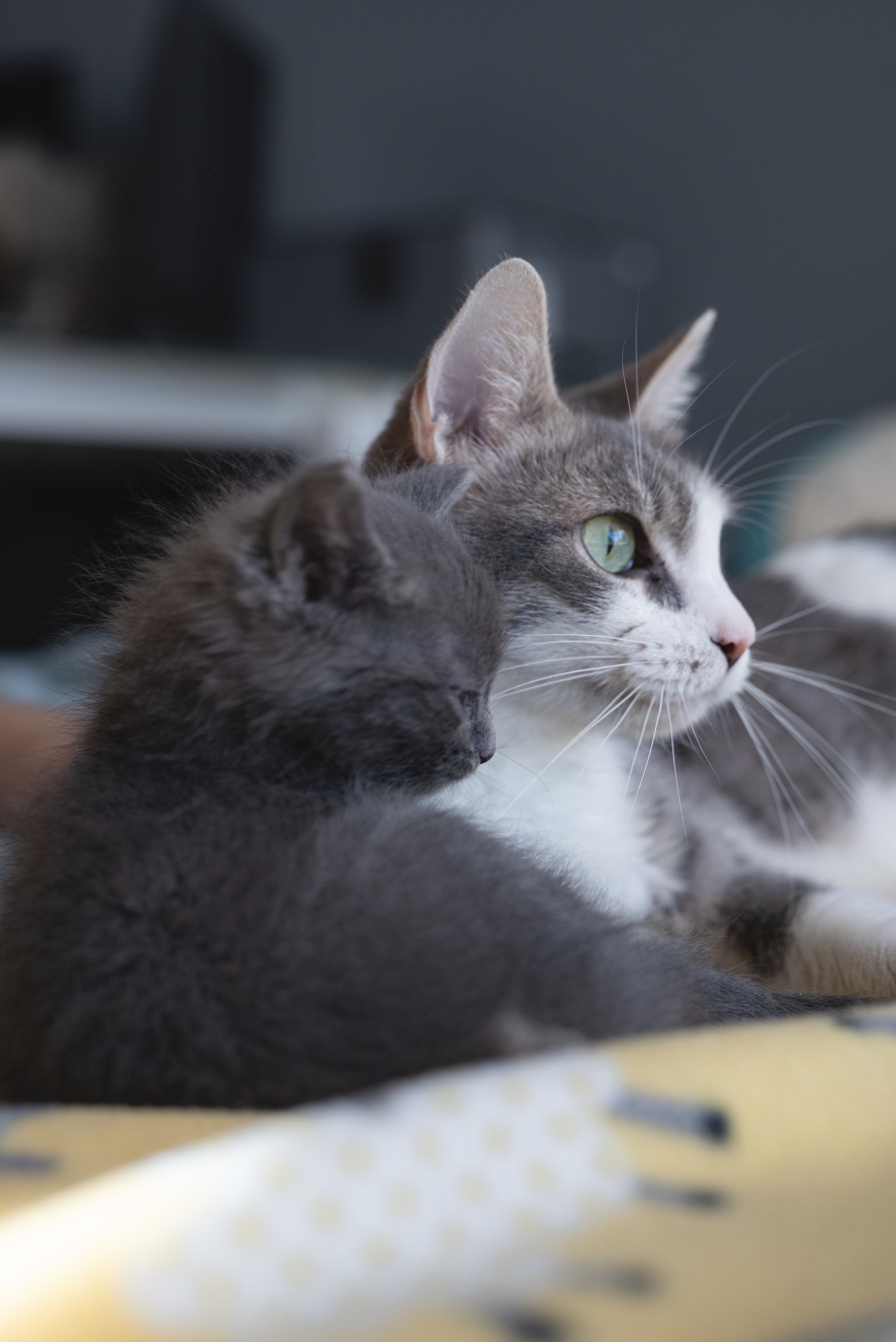 Picture of the Animal Listed