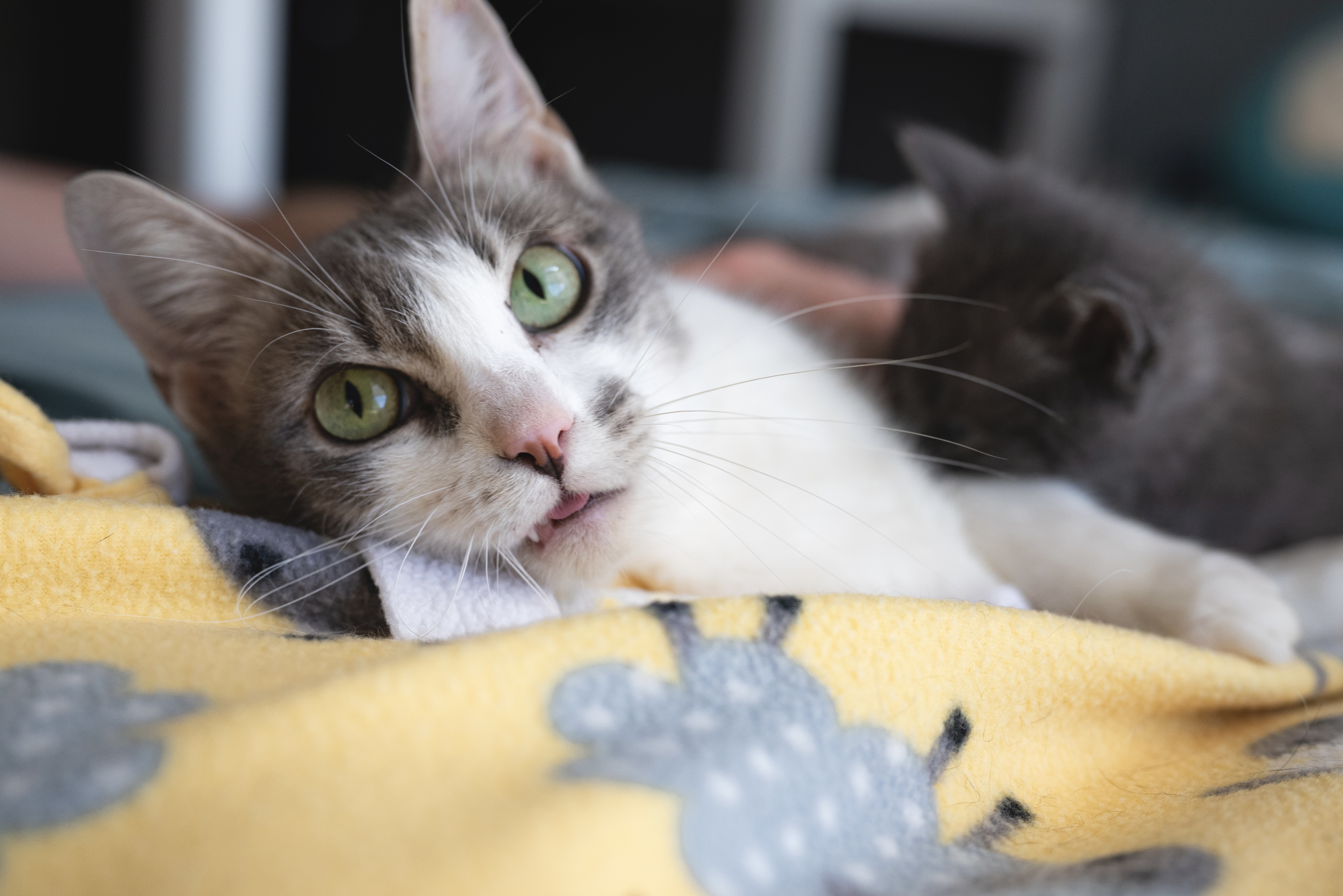 Picture of the Animal Listed