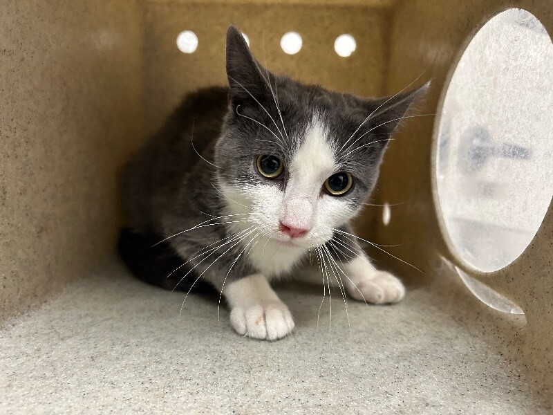 Picture of the Animal Listed