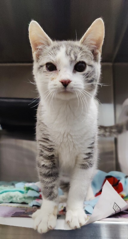 Picture of the Animal Listed