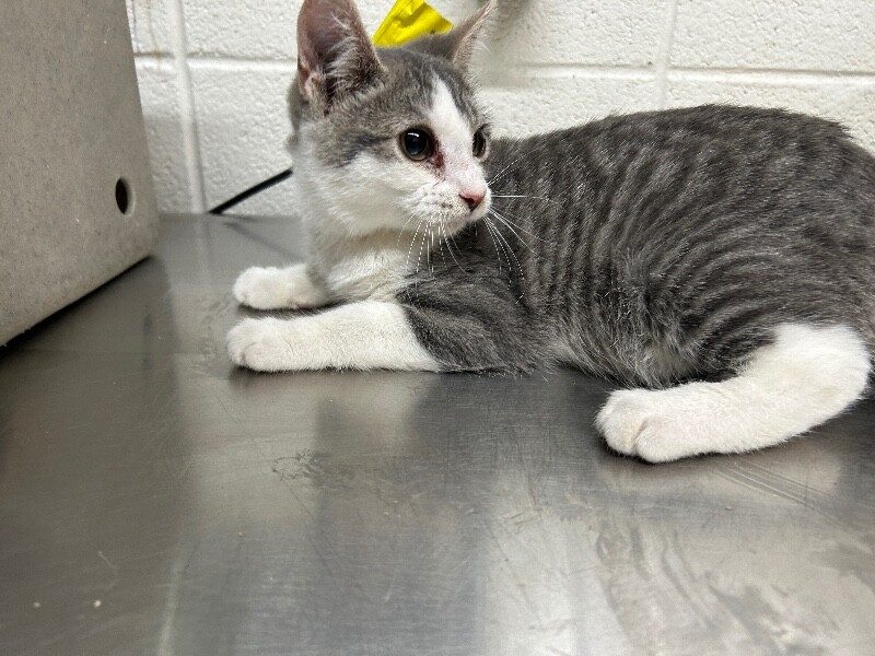 Picture of the Animal Listed