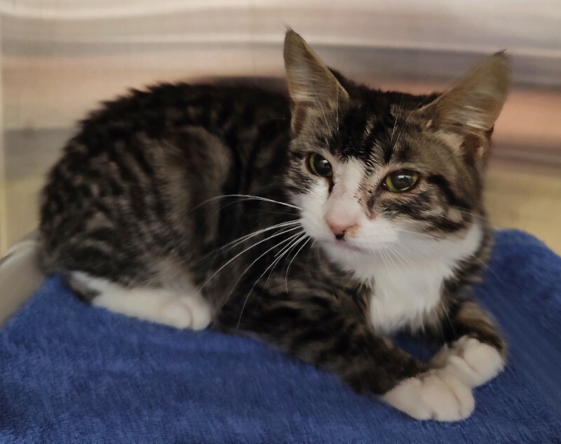 Picture of the Animal Listed