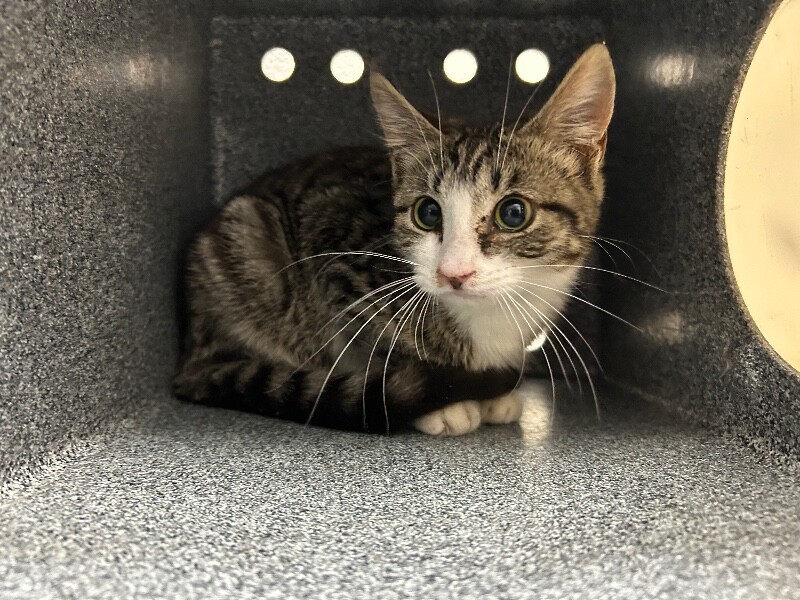 Picture of the Animal Listed