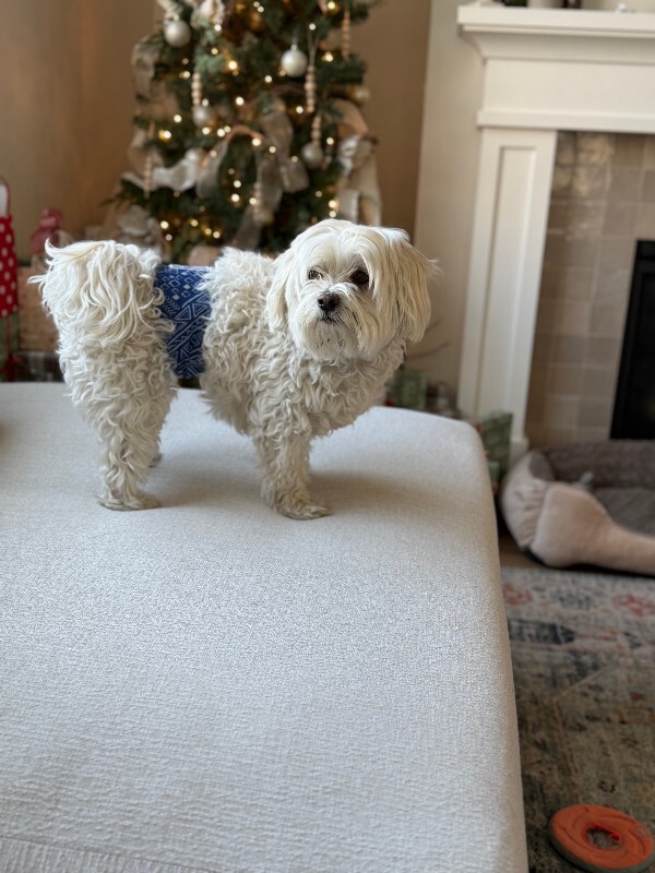 Picture of the Animal Listed