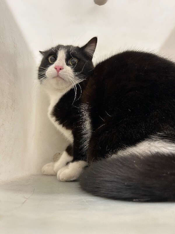 Picture of the Animal Listed