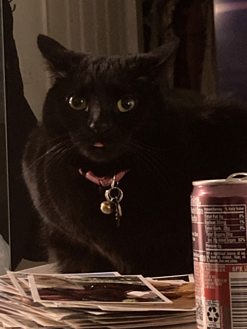 Picture of the Animal Listed