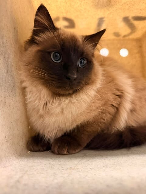 Picture of the Animal Listed