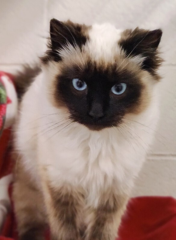 Picture of the Animal Listed