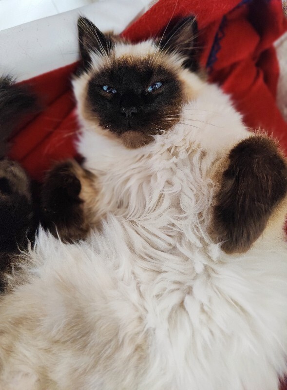 Picture of the Animal Listed