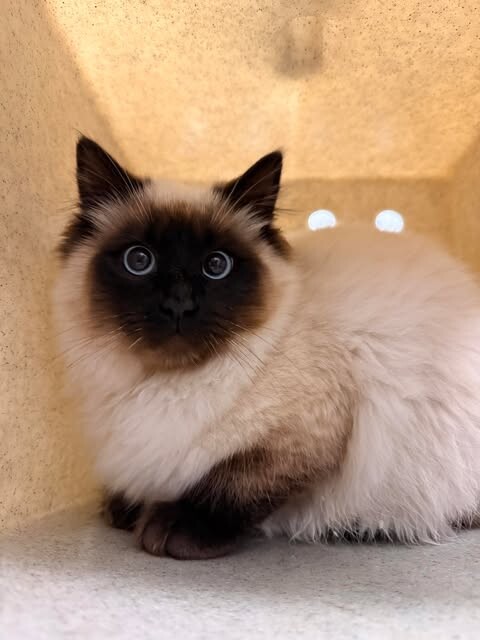 Picture of the Animal Listed