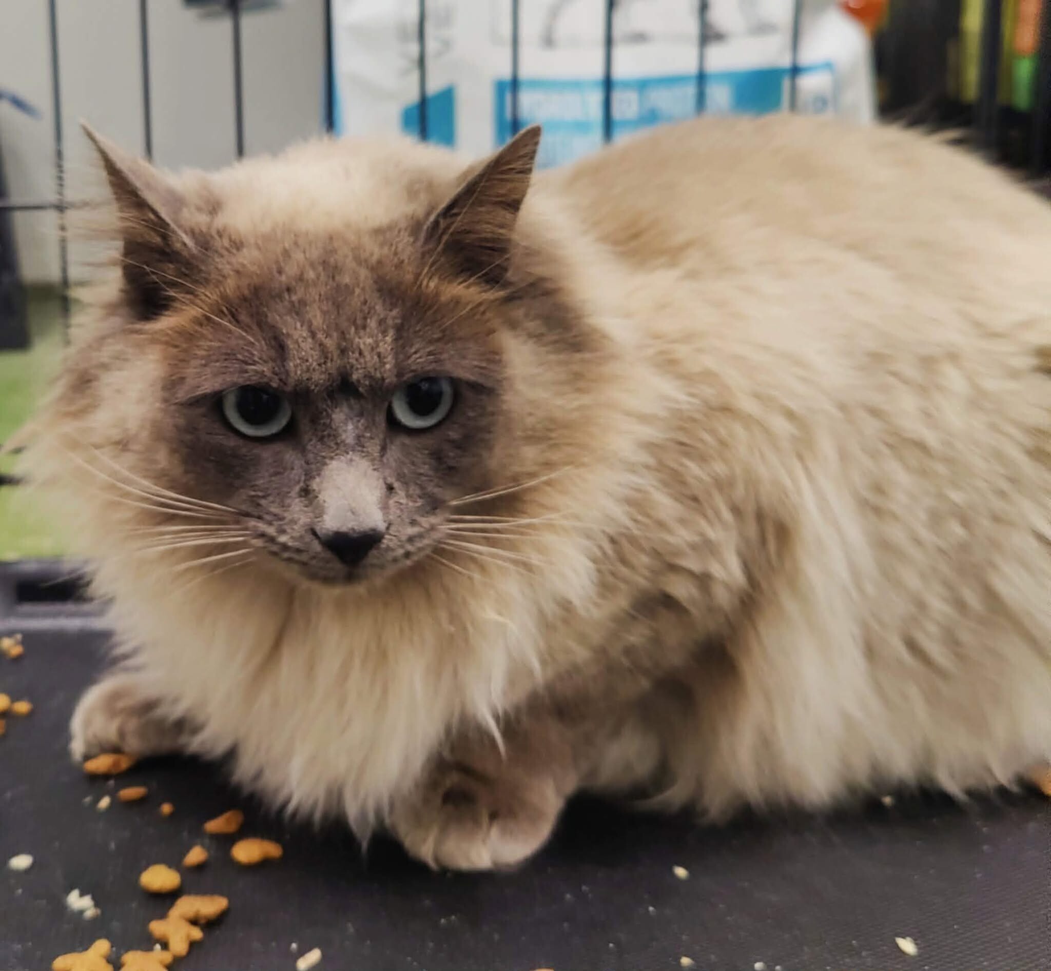 Picture of the Animal Listed