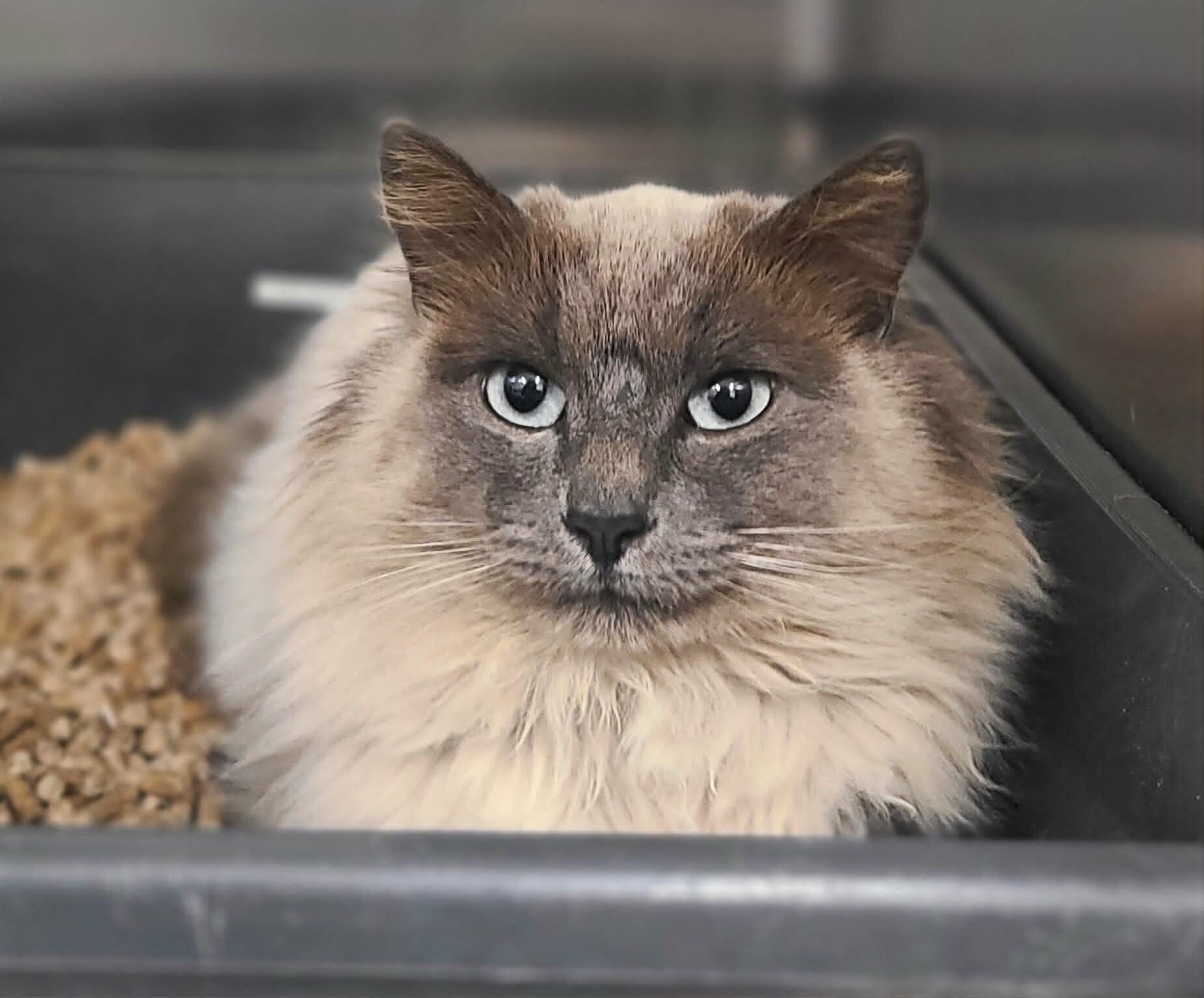 Picture of the Animal Listed