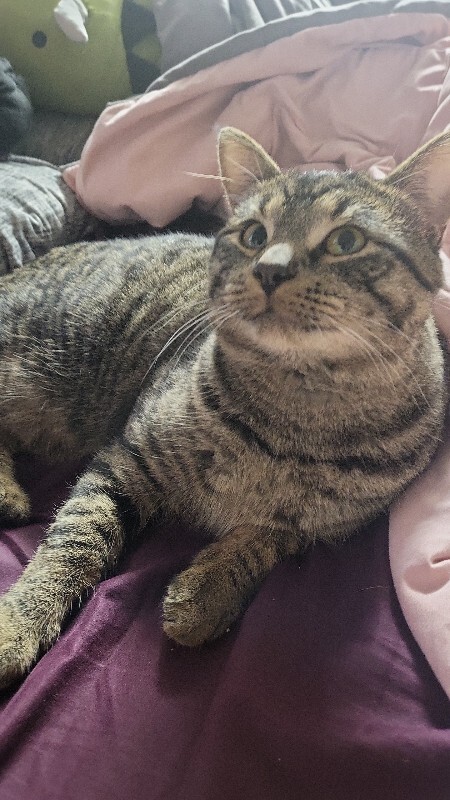 Picture of the Animal Listed