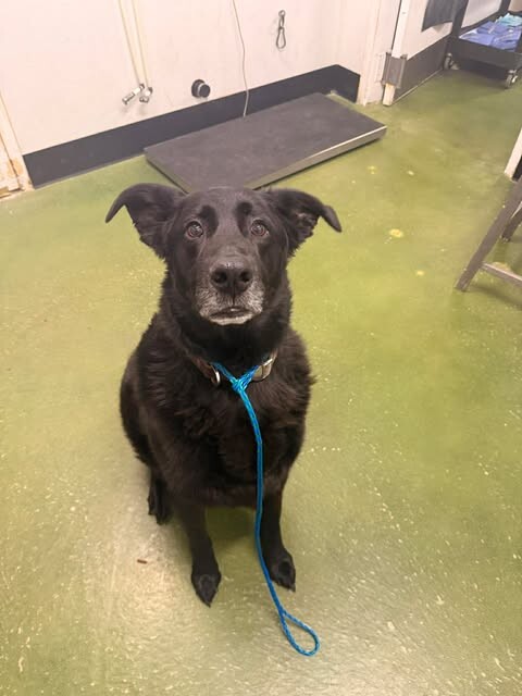 Picture of the Animal Listed