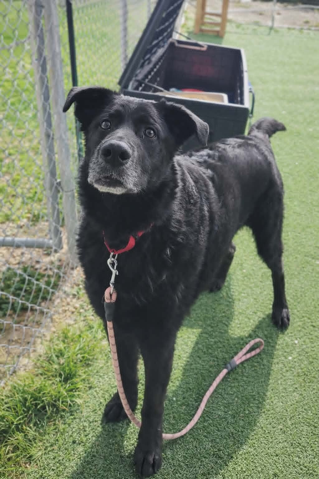 Picture of the Animal Listed