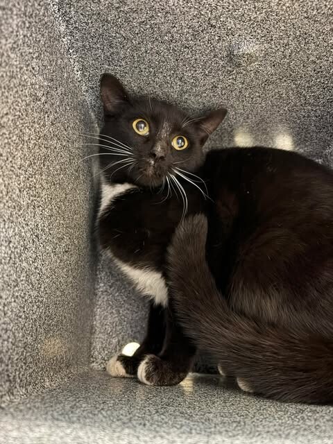 Picture of the Animal Listed