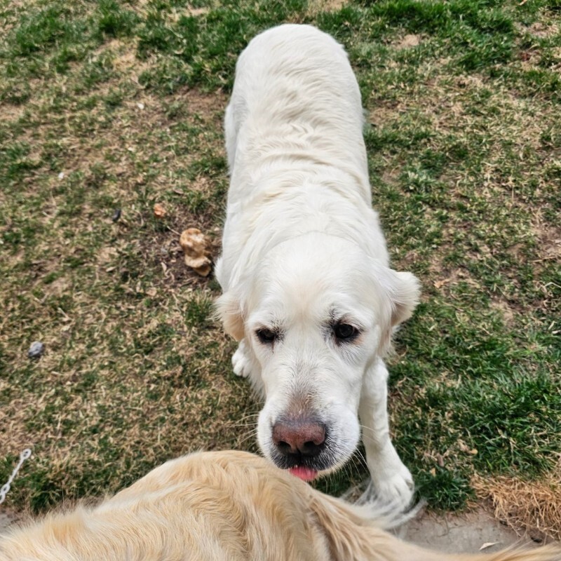 Picture of the Animal Listed