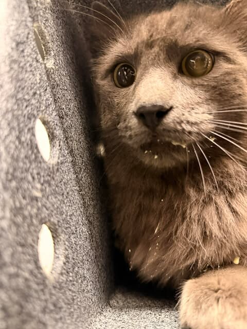 Picture of the Animal Listed