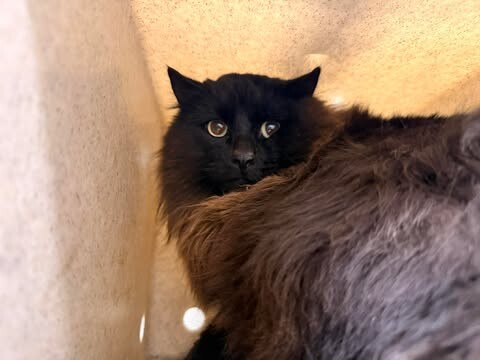 Picture of the Animal Listed