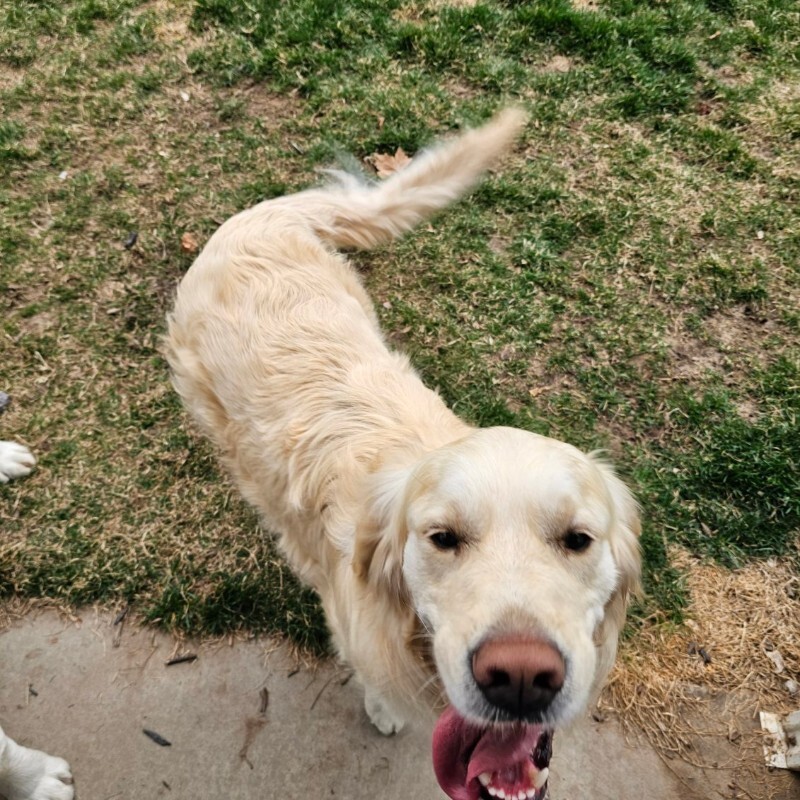 Picture of the Animal Listed