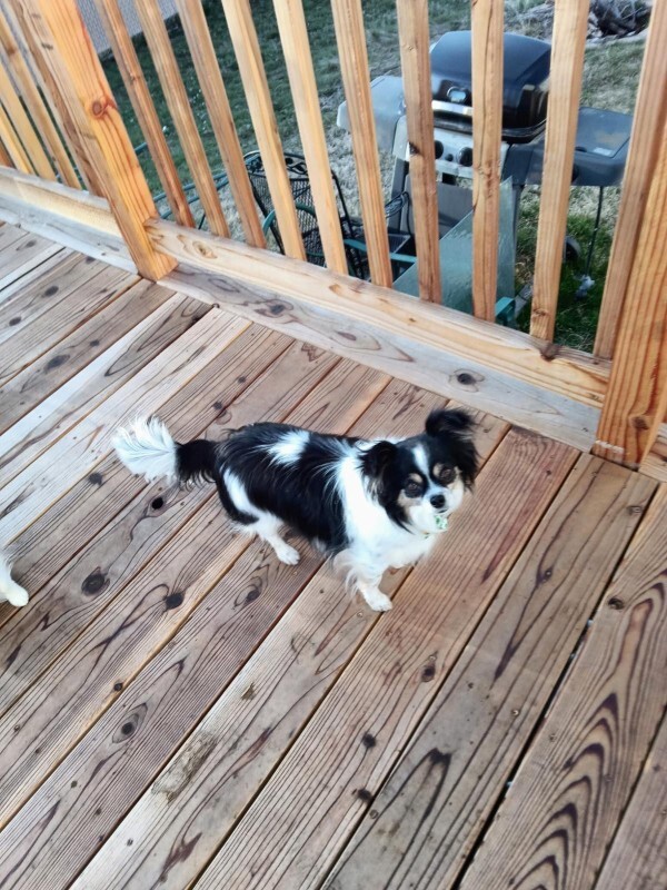 Picture of the Animal Listed