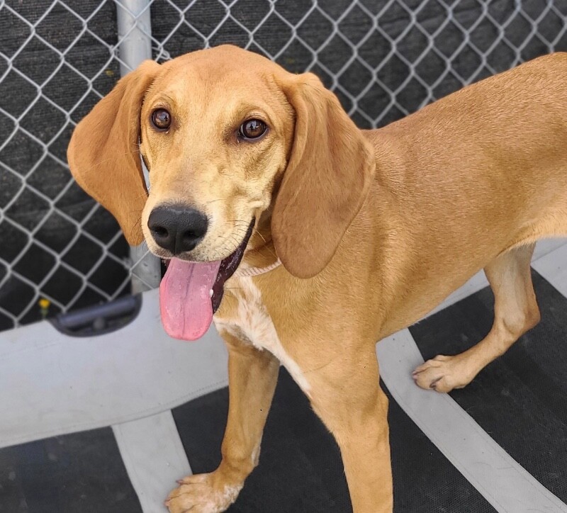 Picture of the Animal Listed