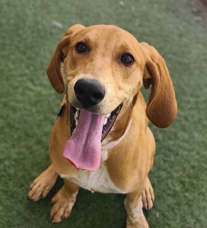 Picture of the Animal Listed