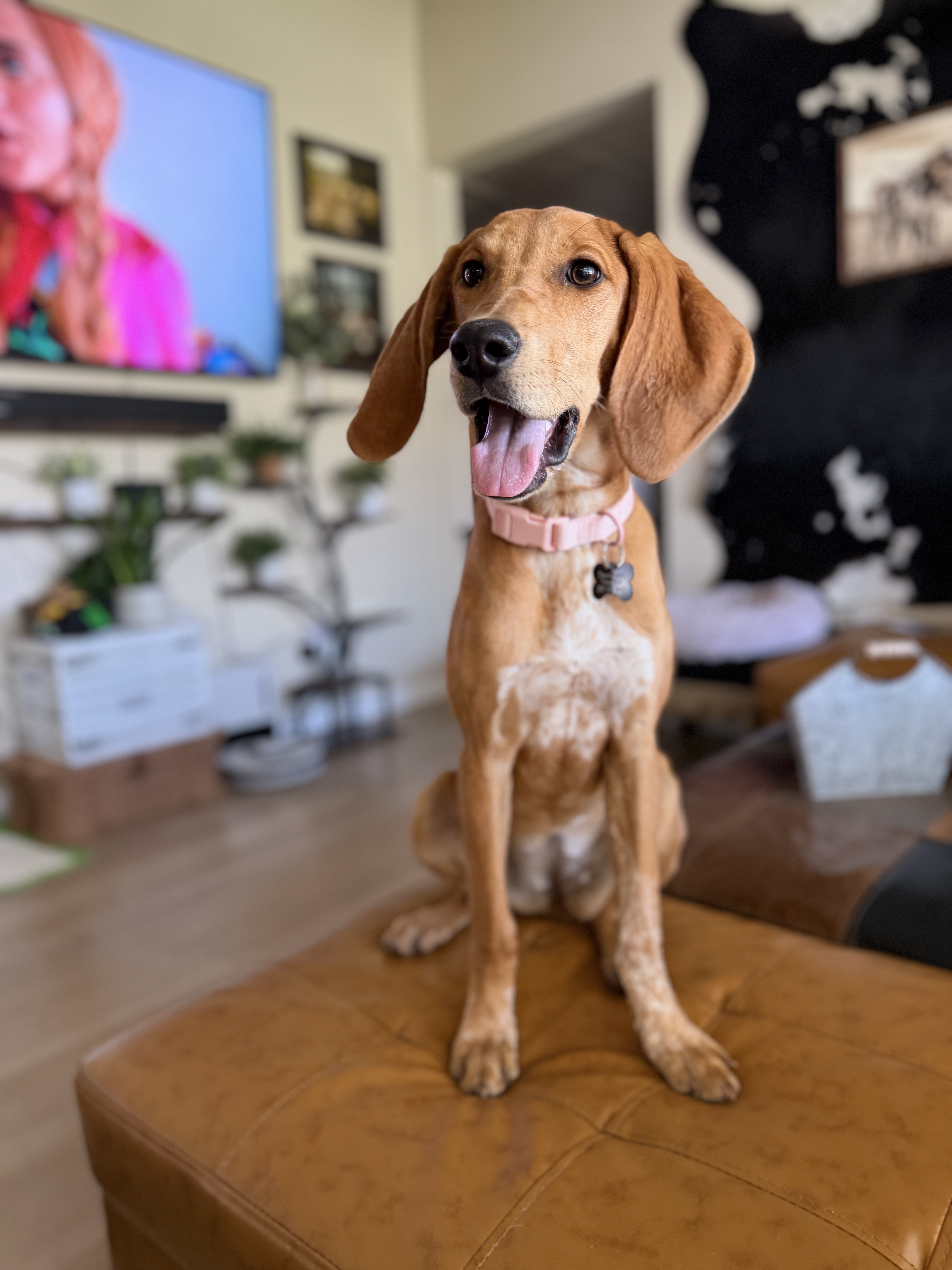 Picture of the Animal Listed