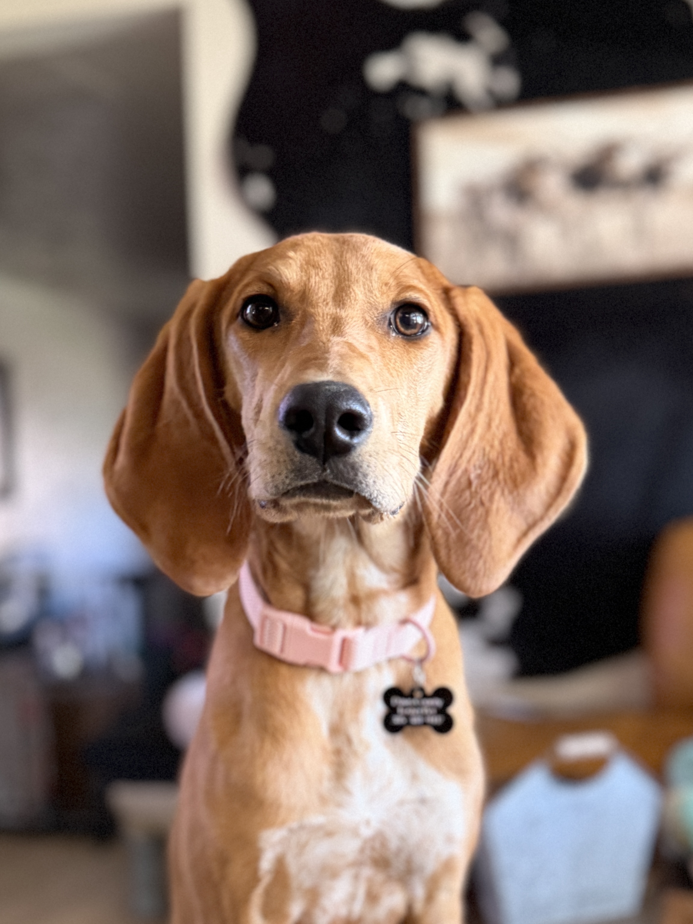 Picture of the Animal Listed