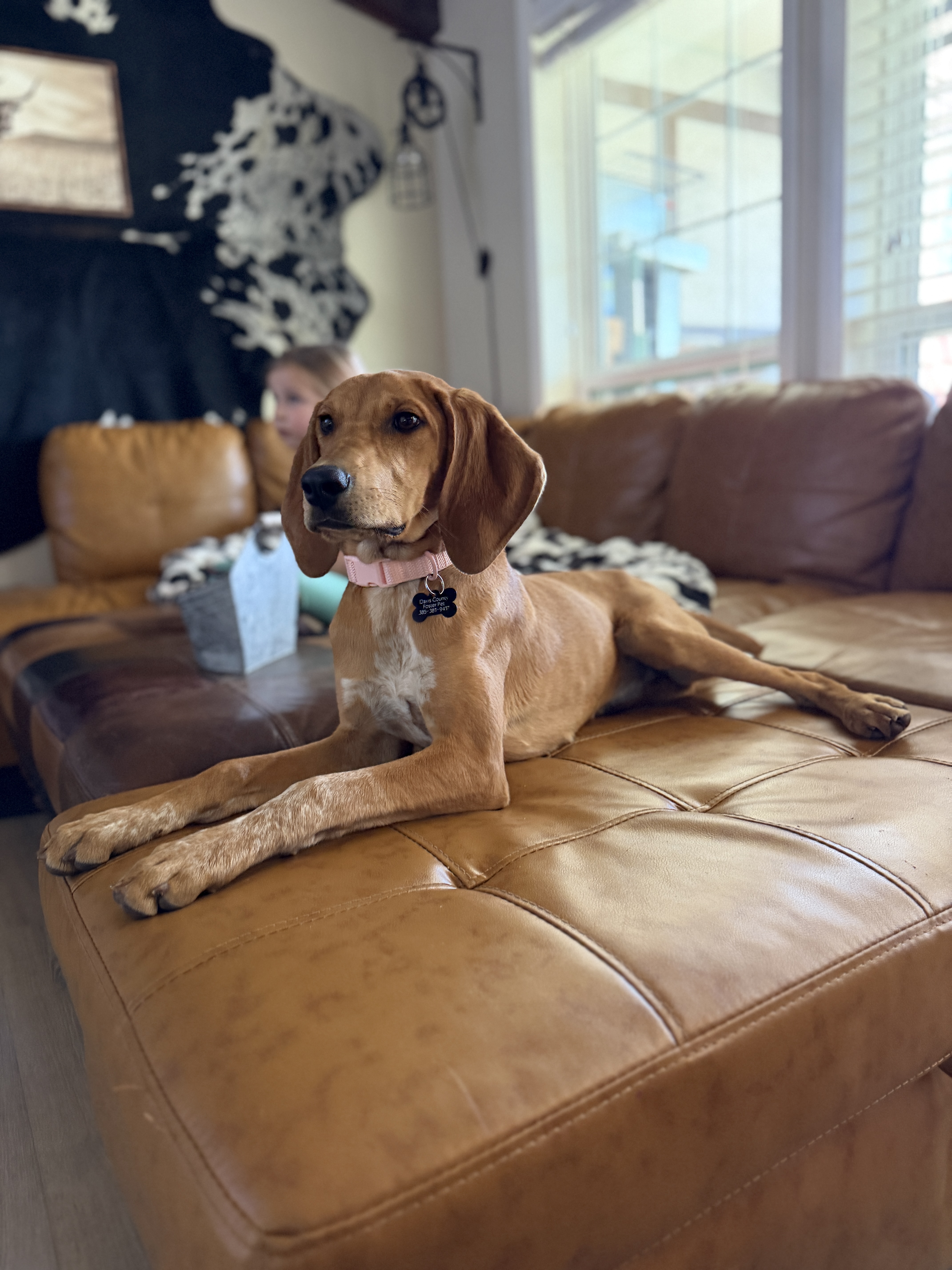 Picture of the Animal Listed