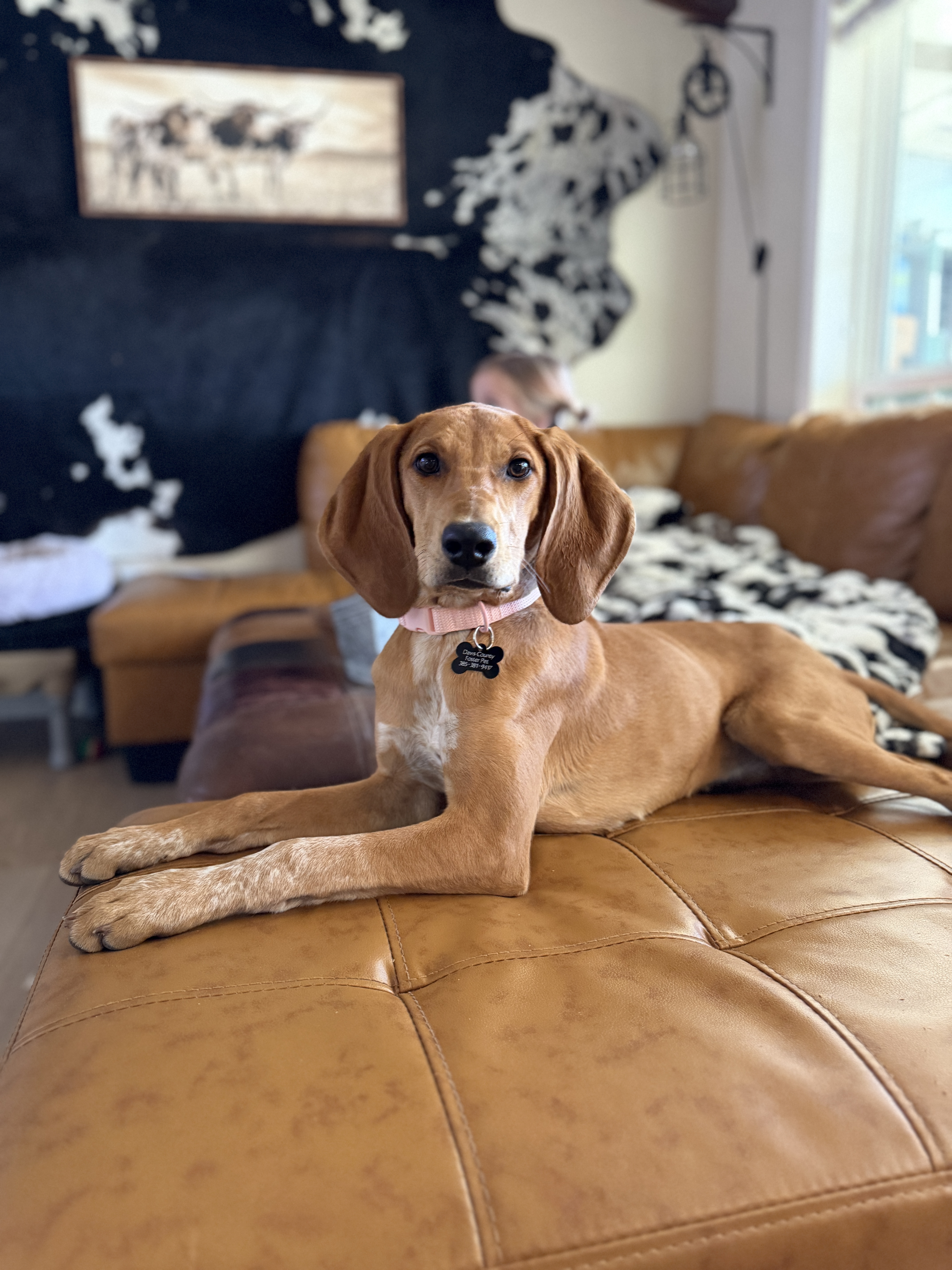 Picture of the Animal Listed