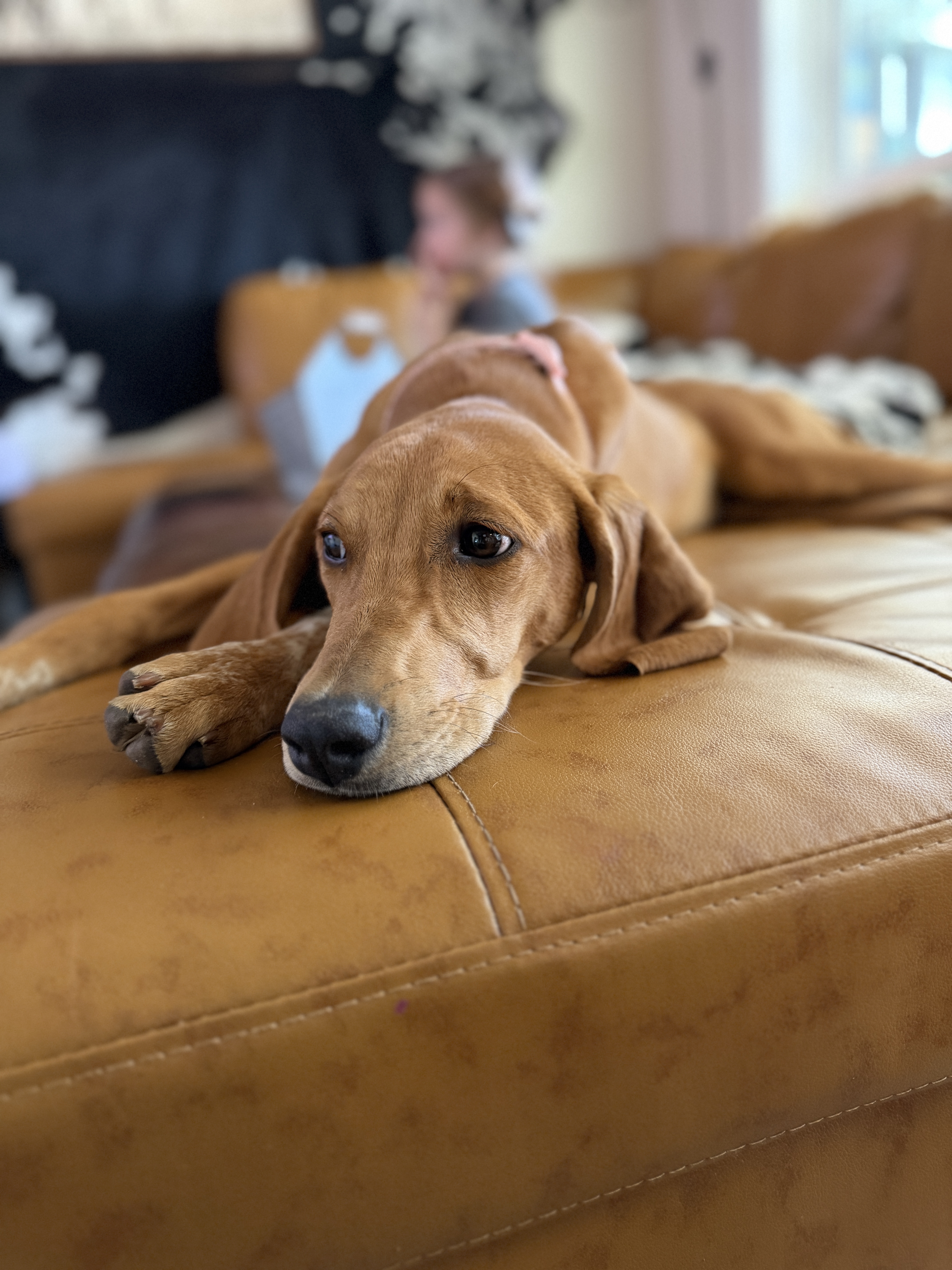 Picture of the Animal Listed