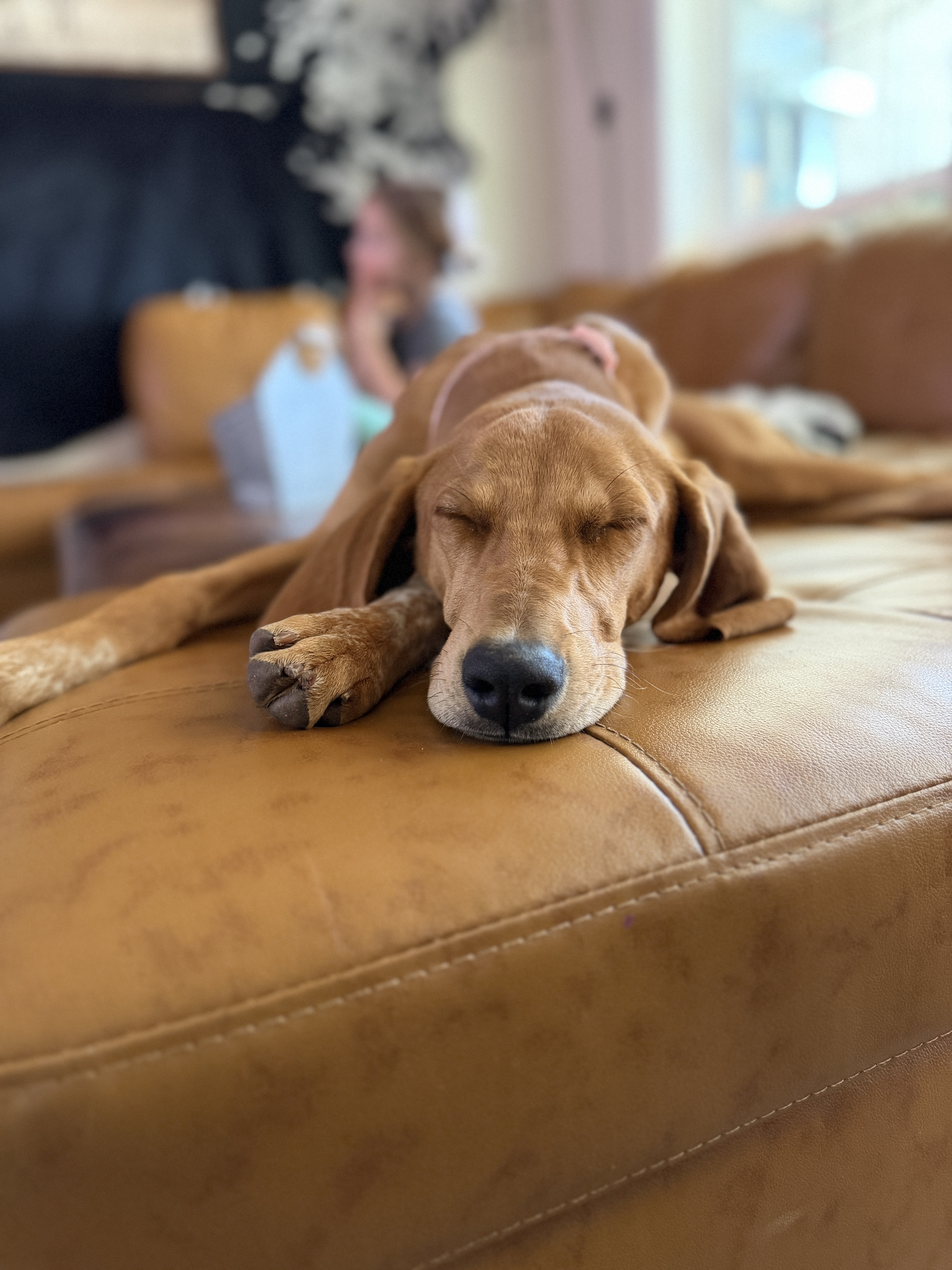 Picture of the Animal Listed