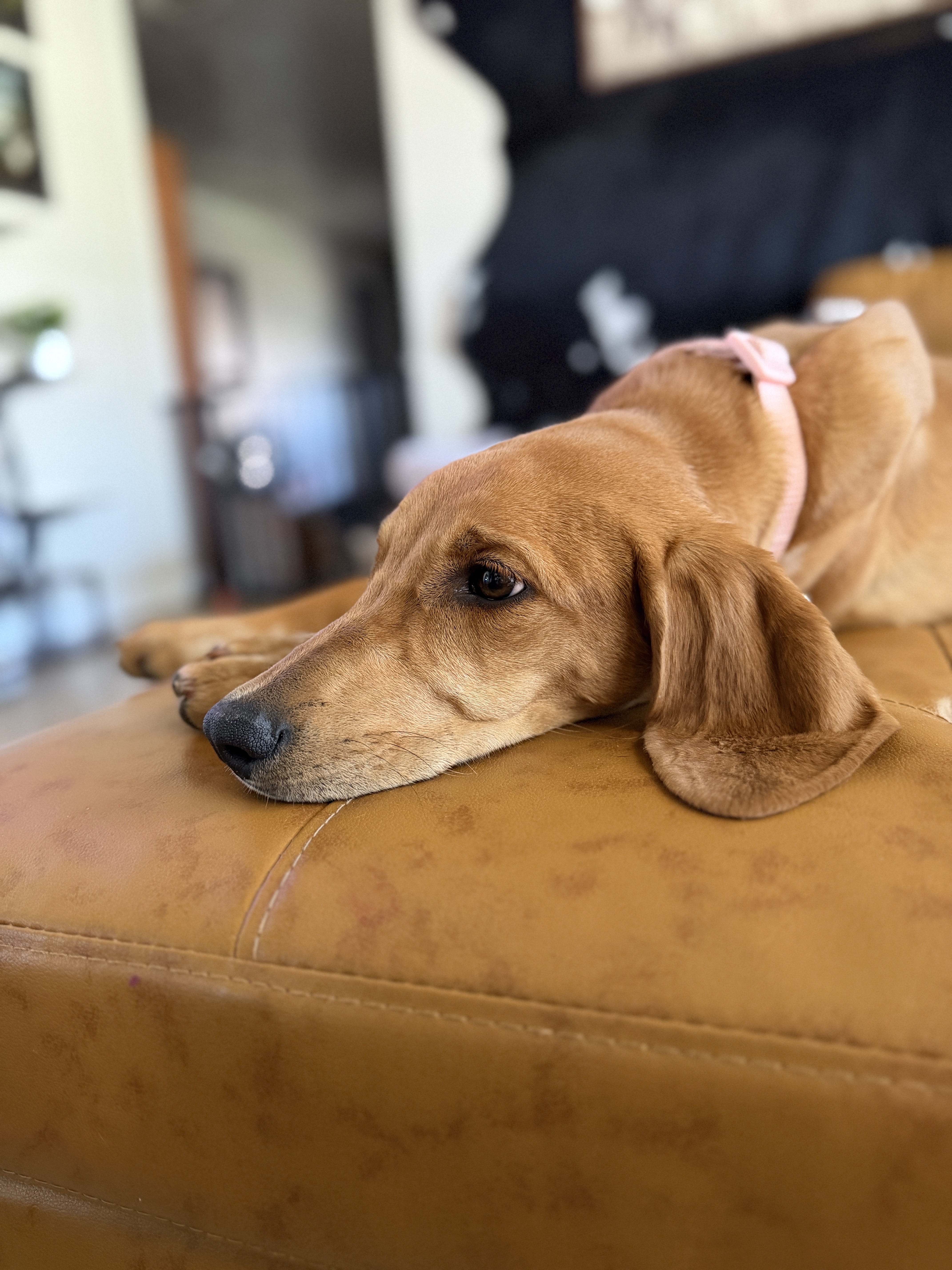 Picture of the Animal Listed