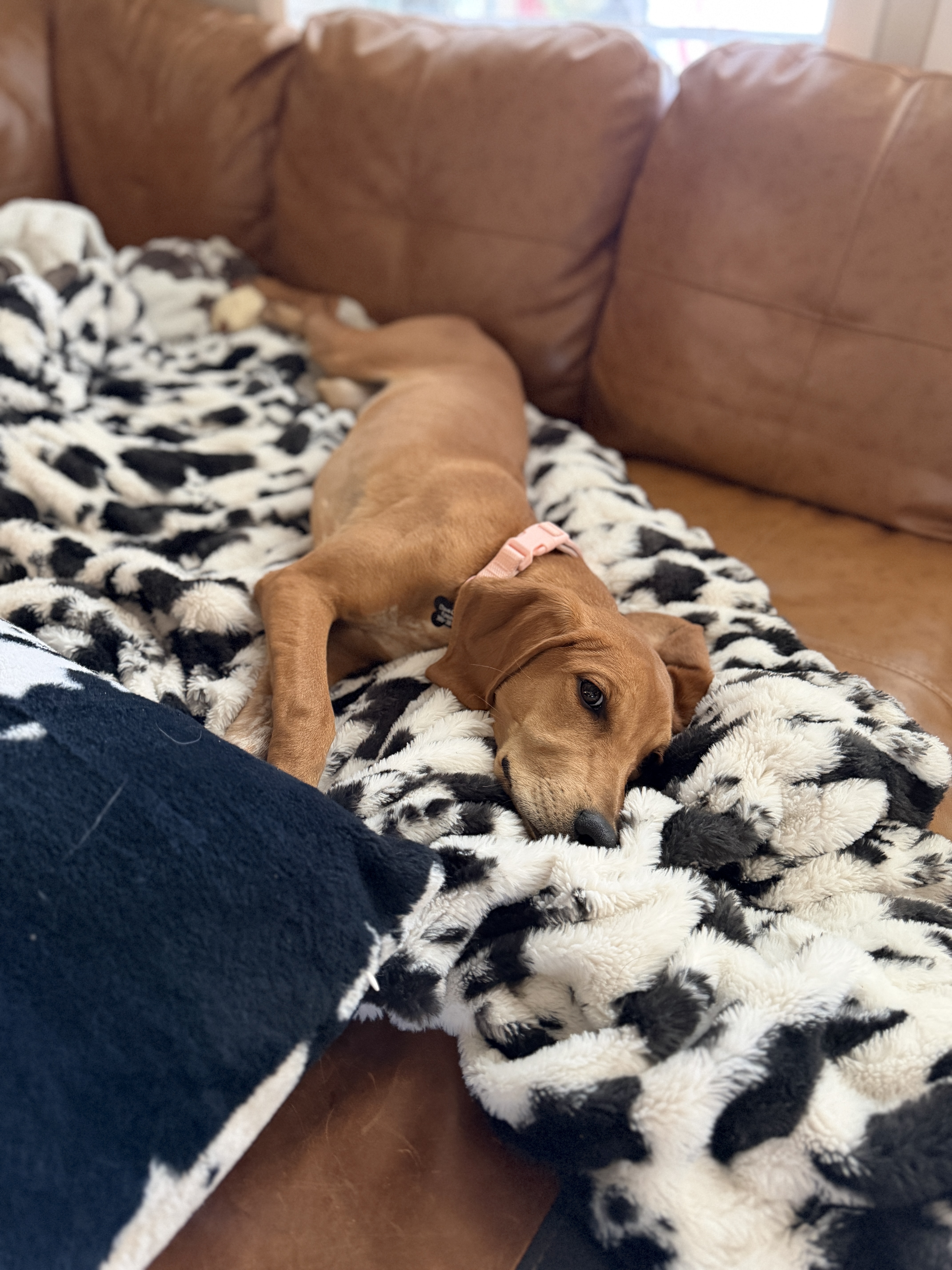 Picture of the Animal Listed