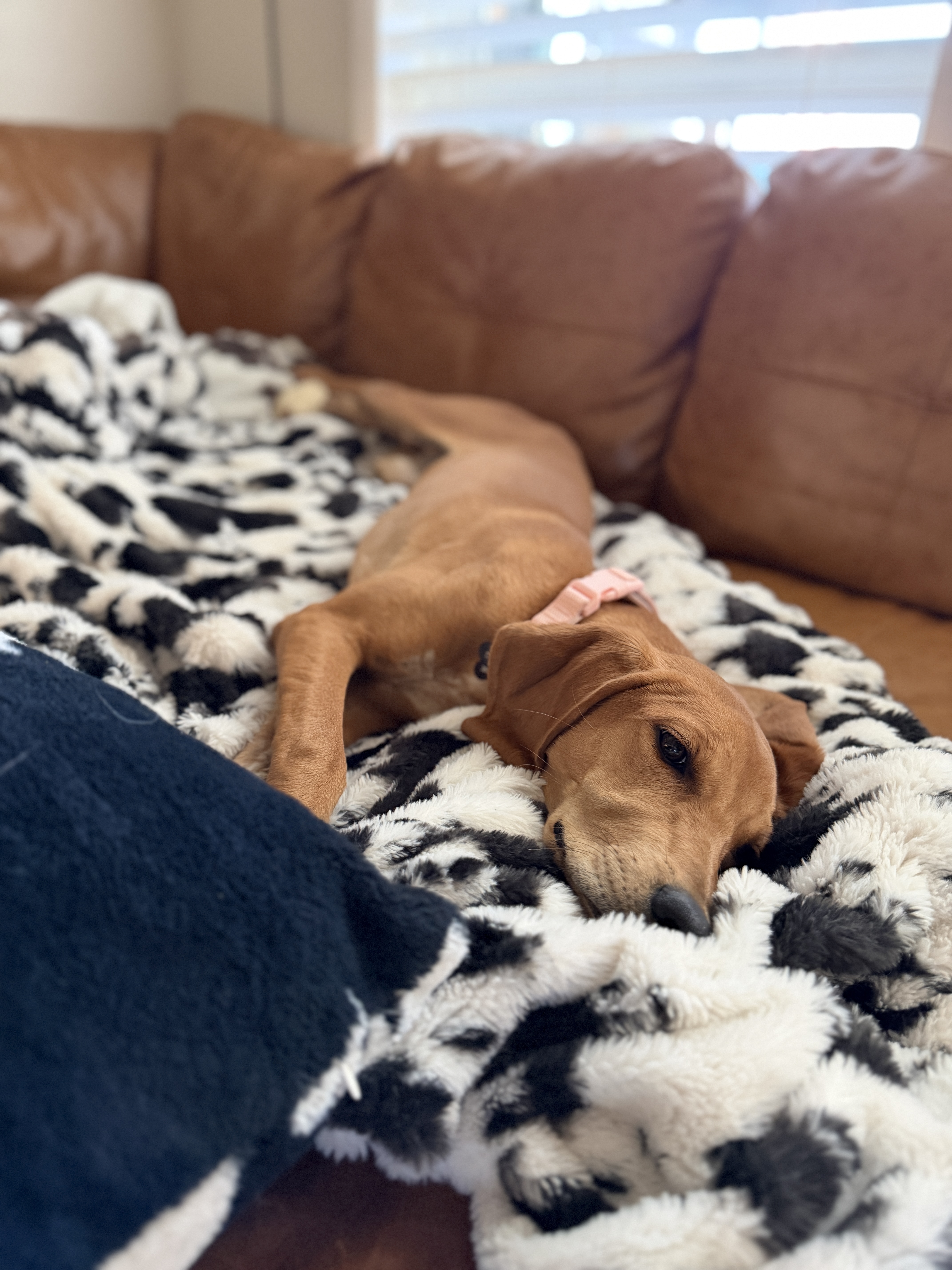 Picture of the Animal Listed