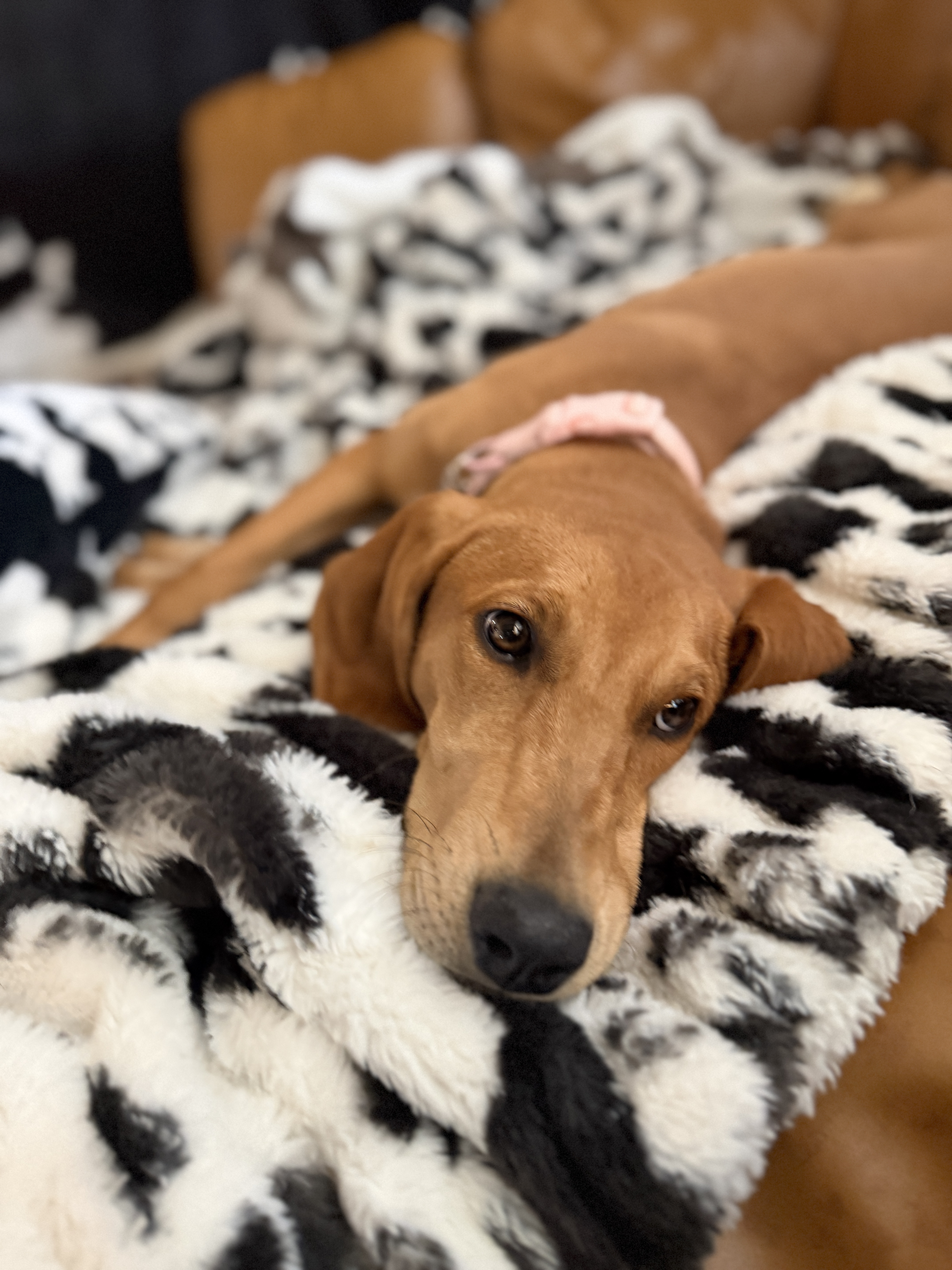 Picture of the Animal Listed