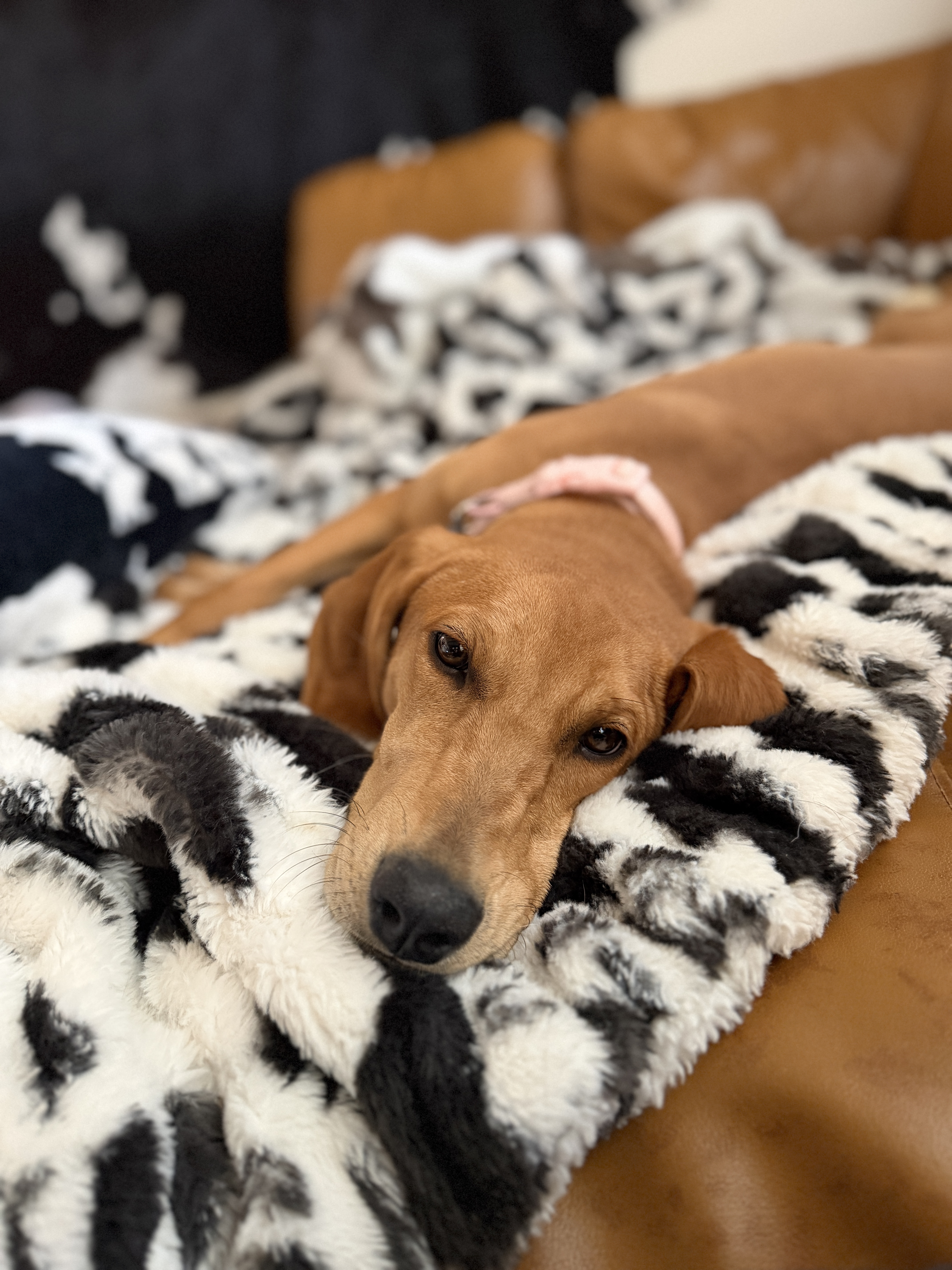 Picture of the Animal Listed