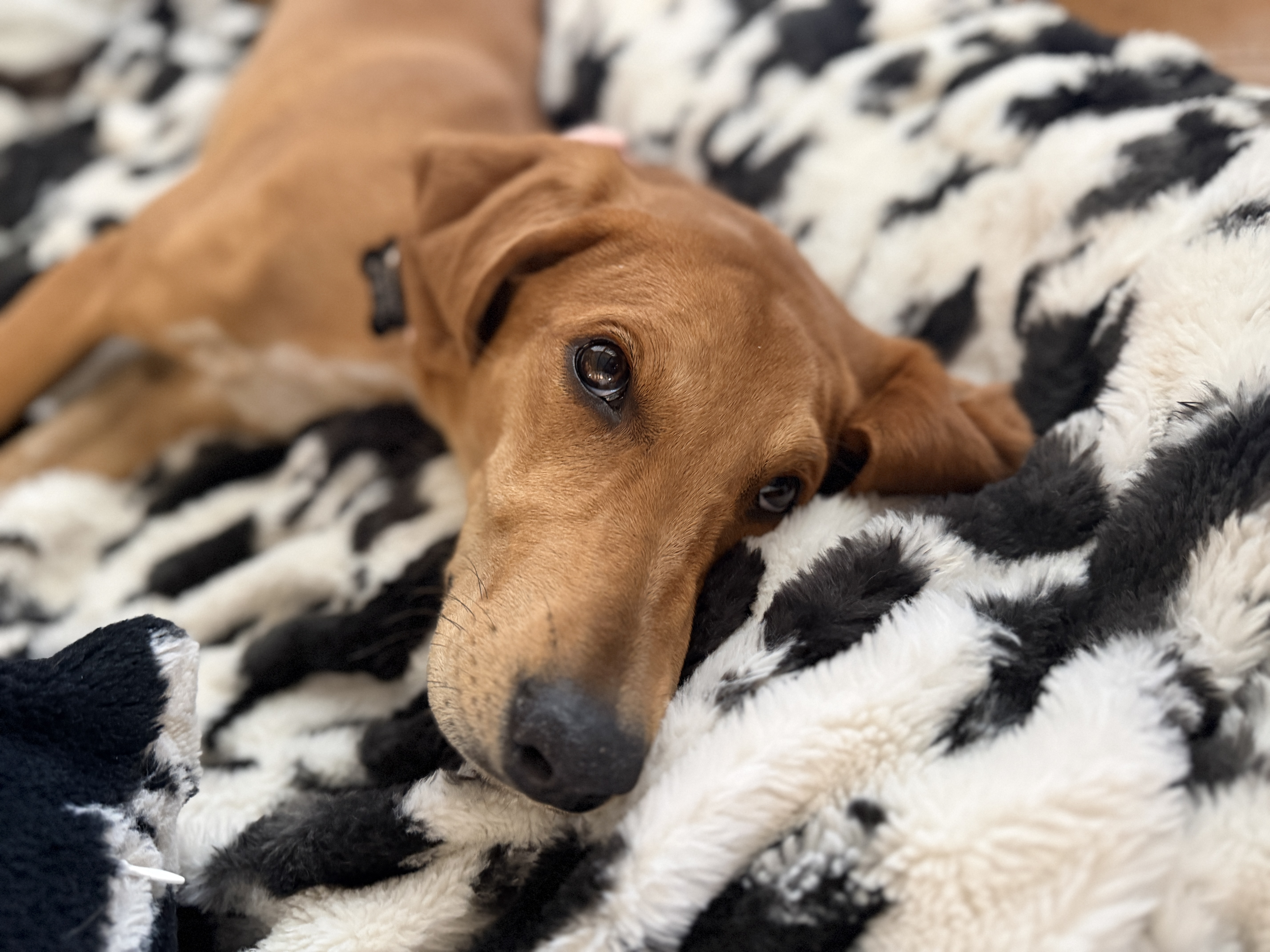 Picture of the Animal Listed