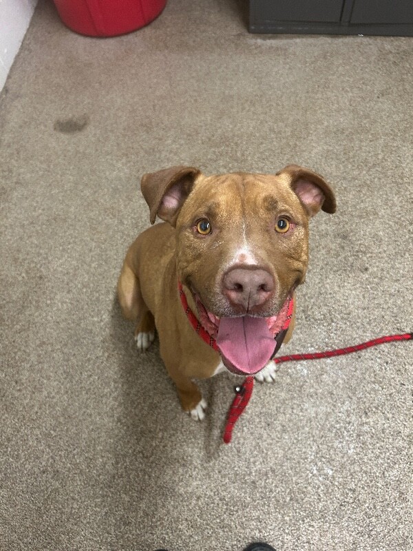 Picture of the Animal Listed