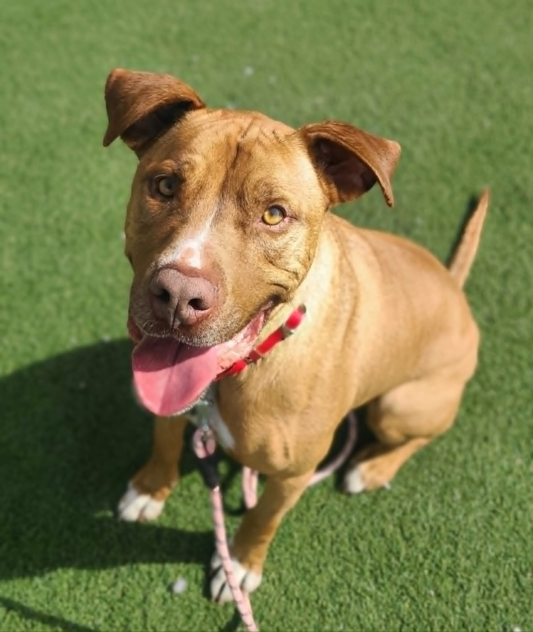 Picture of the Animal Listed