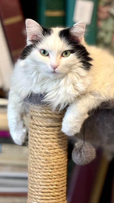 Picture of the Animal Listed