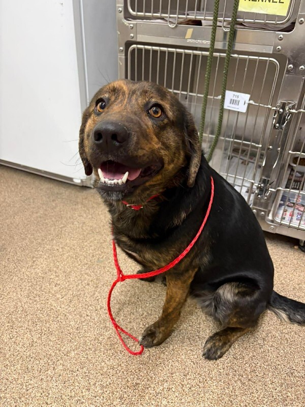 Picture of the Animal Listed