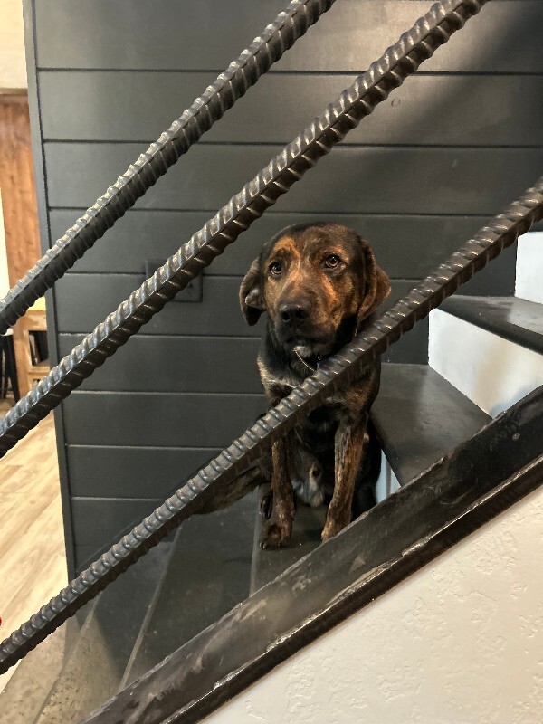 Picture of the Animal Listed