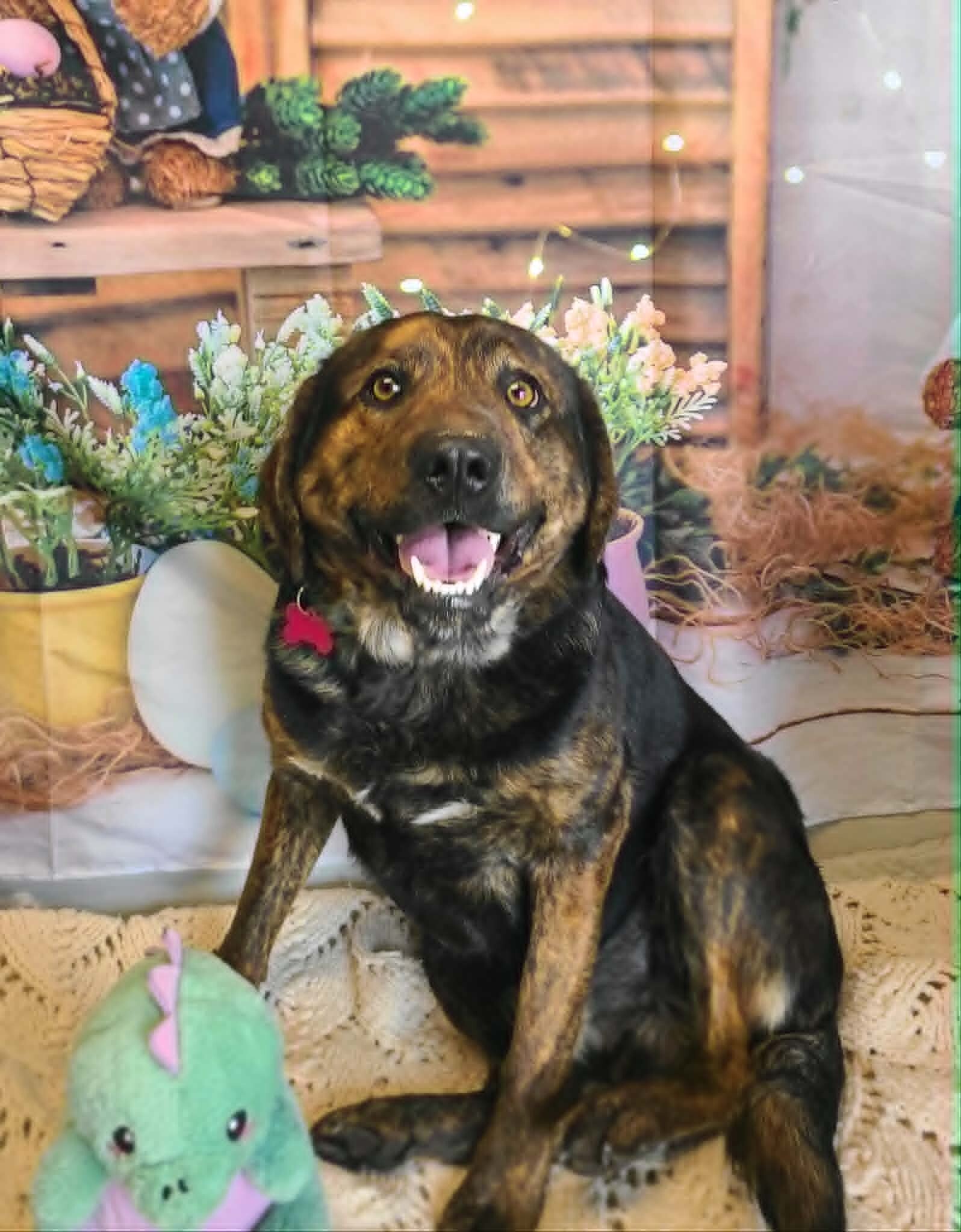 Picture of the Animal Listed